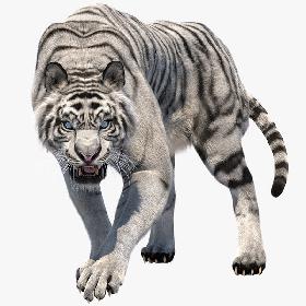 3D White Tiger Fur